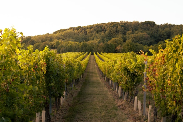 vinicolas